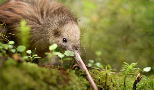 Huawei spreads its wings into kiwi conservation