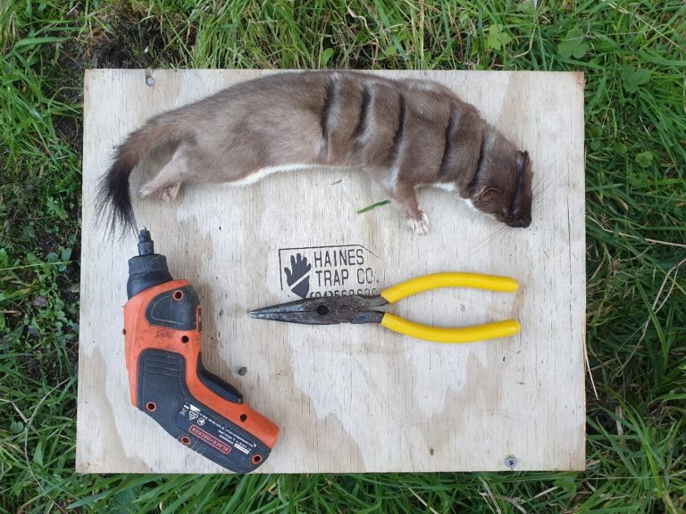 A dead stoat lies on top of a DOC 250 trap
