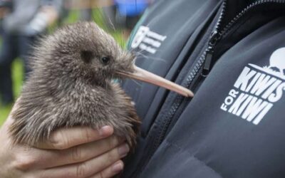 A significant boost for the protection of Coromandel Brown Kiwi