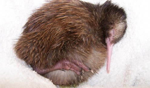 One day old kiwi chick