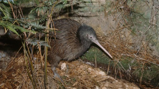 North Island Brown Kiwi