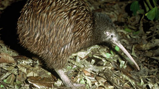 Brown kiwi