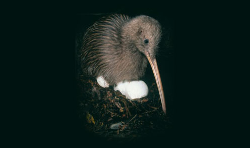 Brown kiwi incubating eggs on nest
