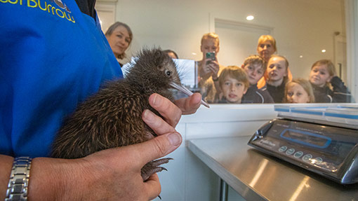 Crombie Lockwood Kiwi Burrow