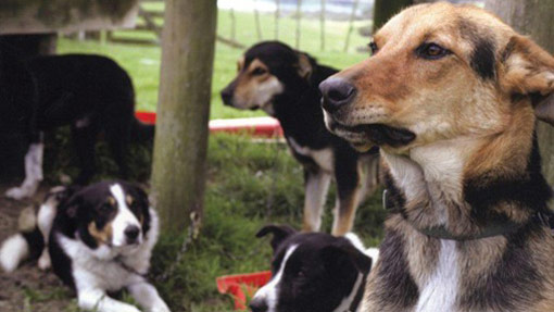 Kiwi avoidance dog training