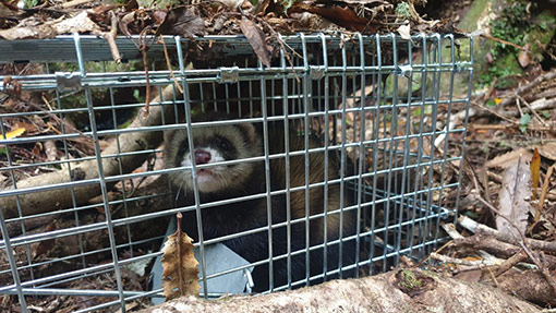 Ferret in cage