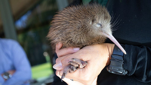 Kiwi Information and Facts