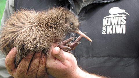 Tokoeka - Save the Kiwi