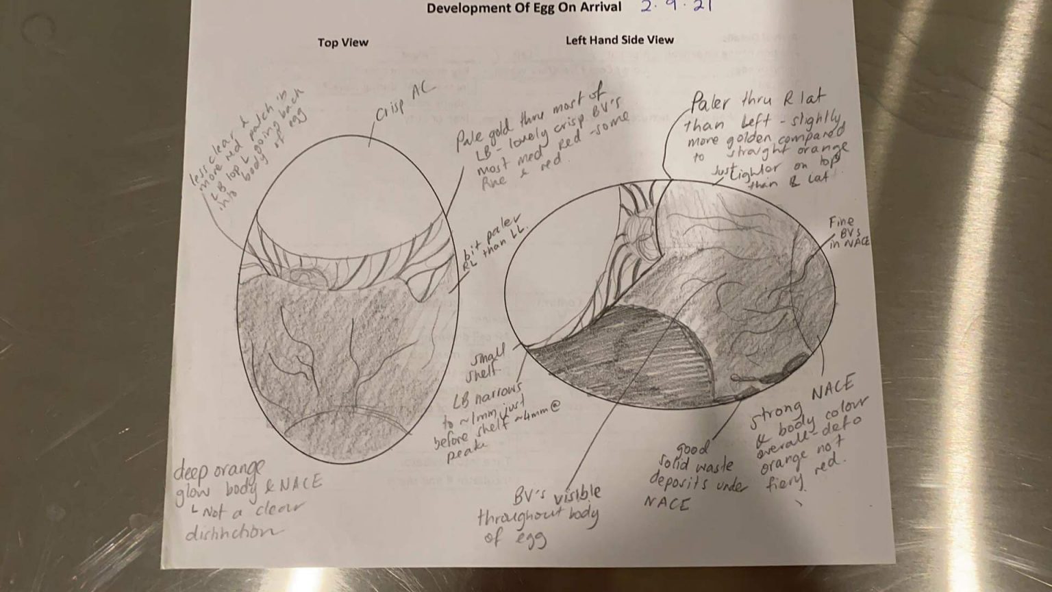 Kiwi egg diagram