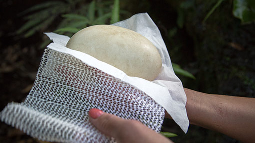 Kiwi egg handling