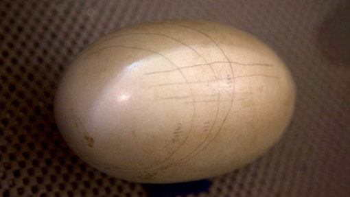 Kiwi egg