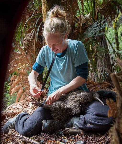 Releasing kiwi into the wild - Mark