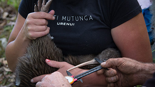 Kiwi research