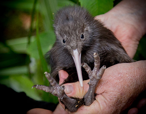 Koko the kiwi