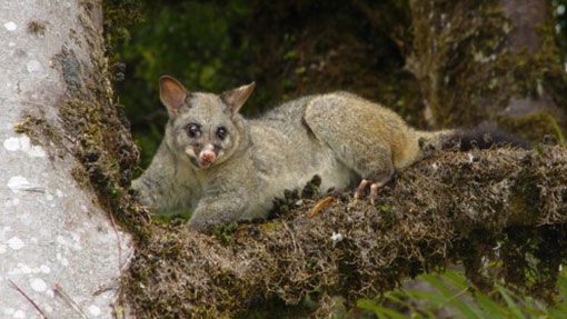 Possum in tree