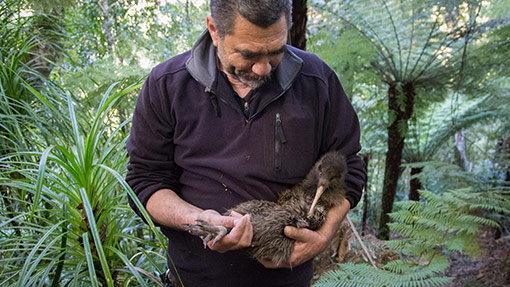 Establishing kiwi population