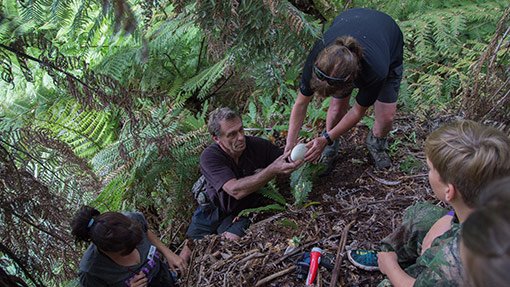 Lifting kiwi eggs