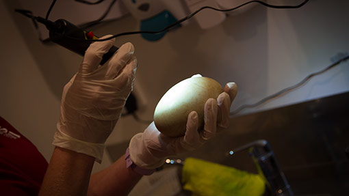 Incubating kiwi egg