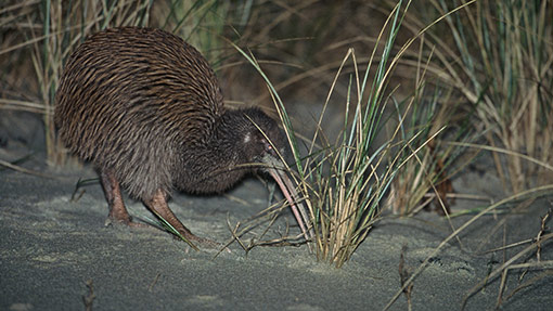 Stewart Island Tokoeka Sand Probing