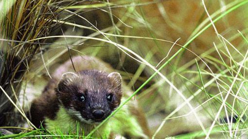 Stoat in tussock