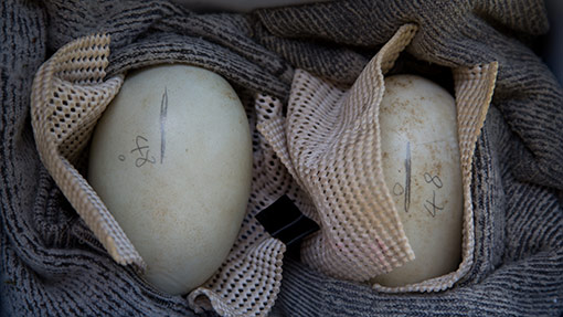 Transporting kiwi eggs