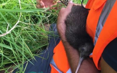 Rescue mission on Motutapu!