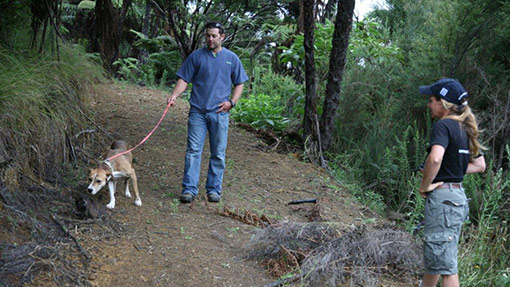 Kiwi avoidance dog training