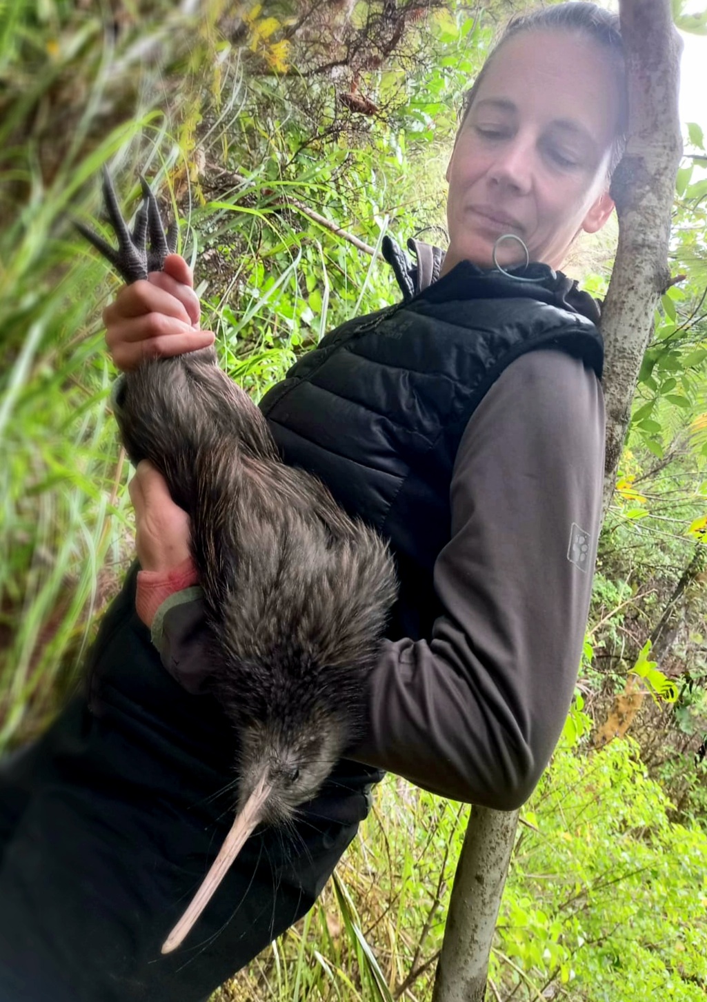 Health check on a Coromandel brown kiwi