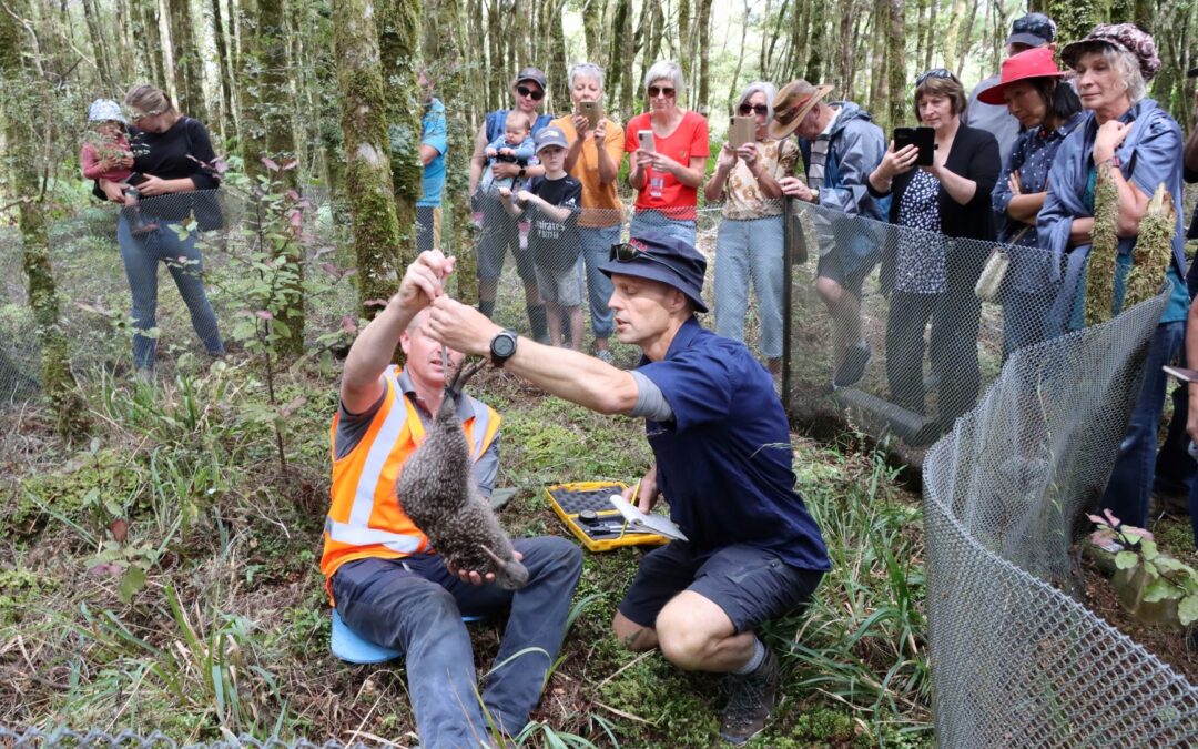 West Coast kiwi conservation efforts receive million-dollar cash injection