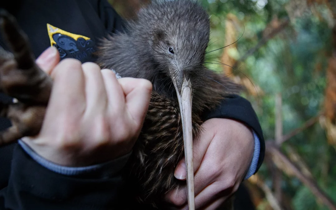 Person holds western brown kiwi