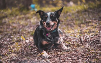 Dogs & kiwi don’t mix – ever