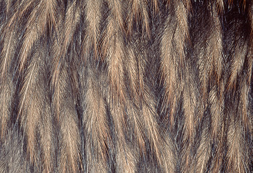 Kiwi feathers