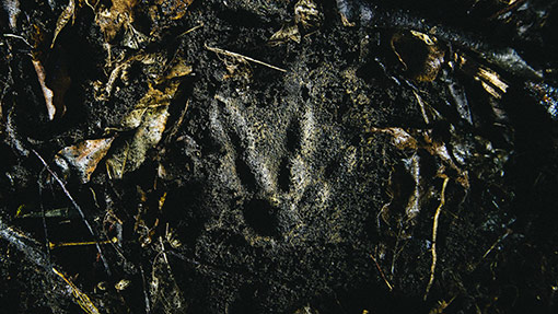 Kiwi sign - footprint