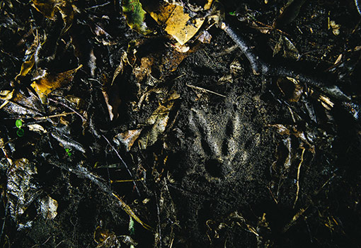 Kiwi footprint