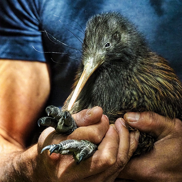 Adopt a kiwi