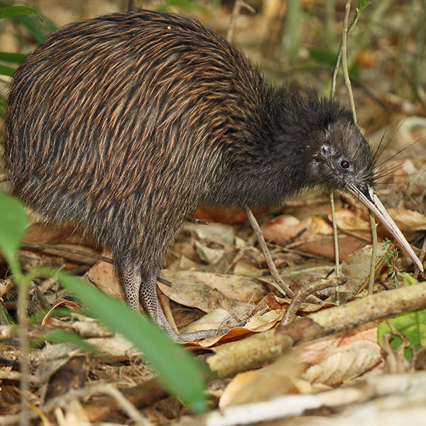 Kiwi