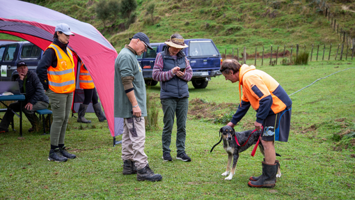 Kiwi avoidance dog training