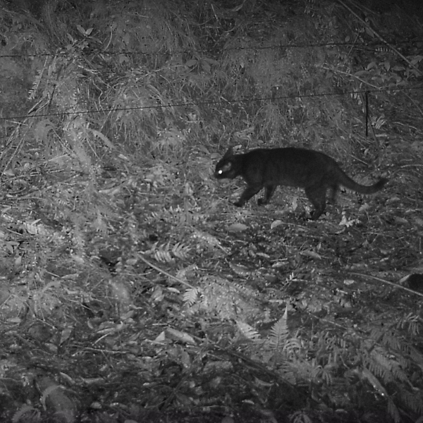 Field cameras