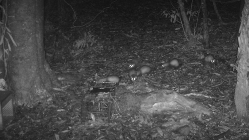 night vision camera shows stoats and predators