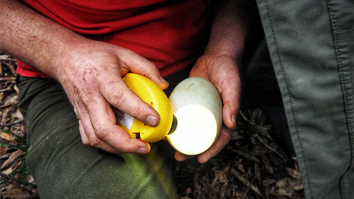 Kiwi egg handling