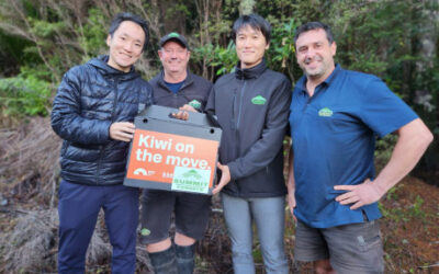 100th kiwi released into Whangapoua Forest