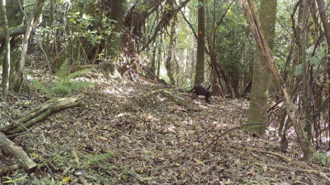 Why the feral cat conversation is impossible to ignore - Save the Kiwi