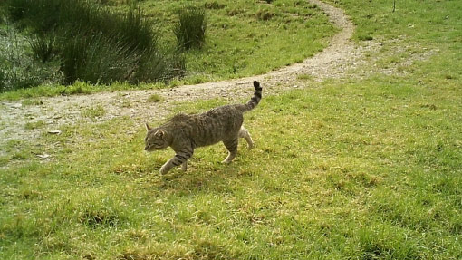 Feral Cat