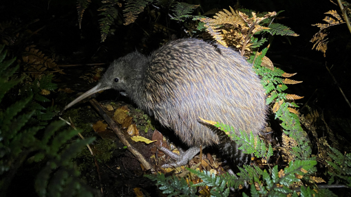Kiwi population grows by 7,000 - what we need to do to ensure that growth doesn't go backwards