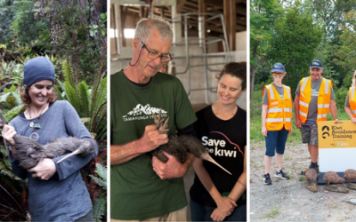 Dogs causing plenty of ruff – but rewarding – days for Northland Save the Kiwi staff member