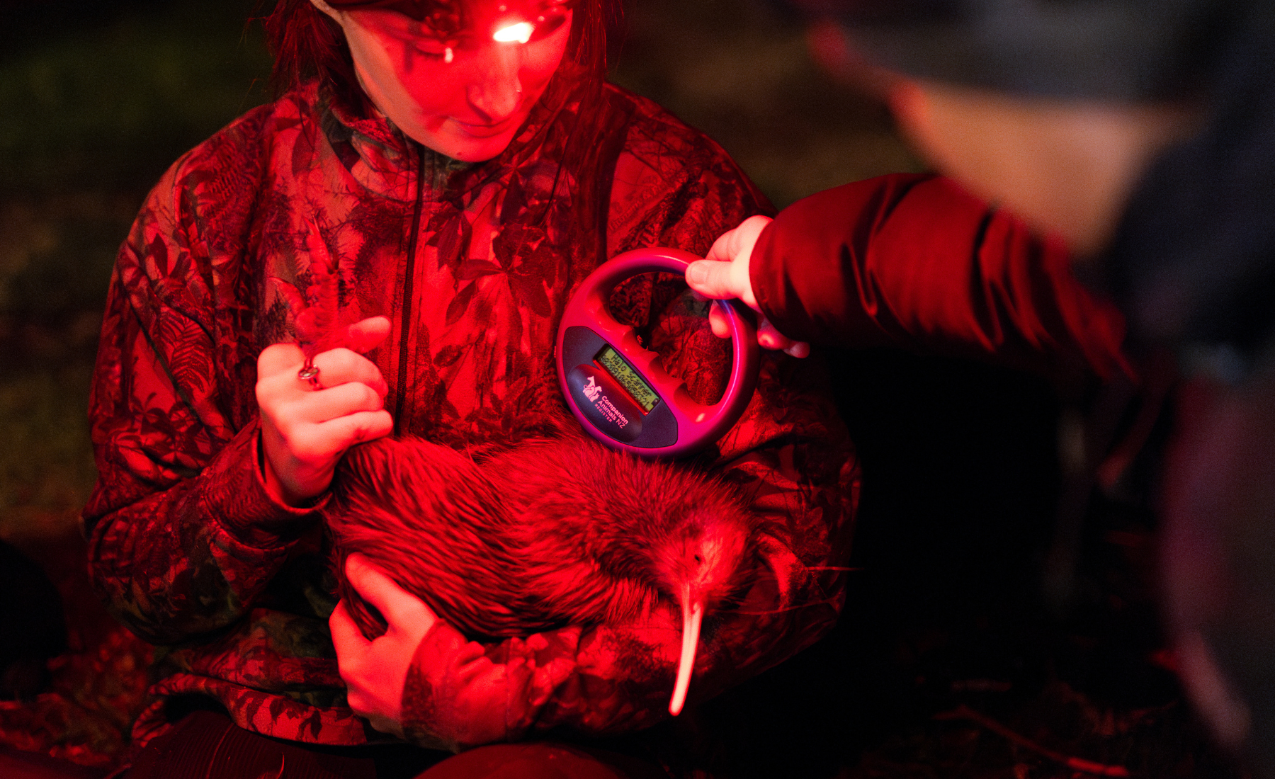 Kiwi leave Rotoroa Island for their new forever homes