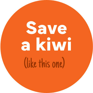 Save a kiwi (like this one)