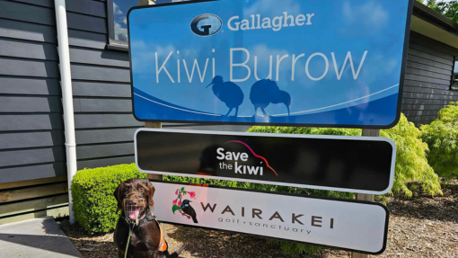 Gallagher Kiwi Burrow sign photo_Website Thumbnail Crombie Lockwood Kiwi Burrow