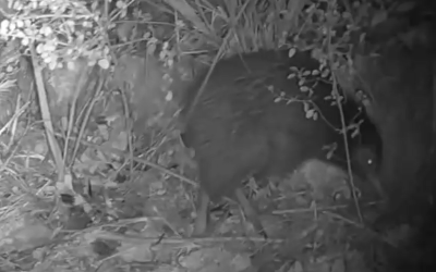 First Waiheke chick hatched!