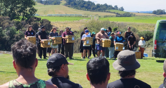 Ngāti Rangi welcome kiwi from Sanctuary Mountain Maungatautari